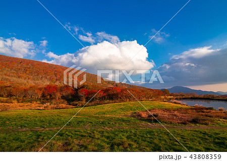 広島県　吾妻山の紅葉 43808359