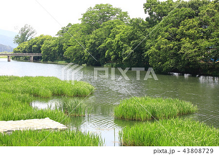 風景 街路樹 造園 43808729