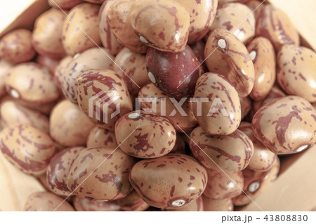 豆類 うずら豆 乾燥豆 豆類 うずら豆 乾燥豆 43808830
