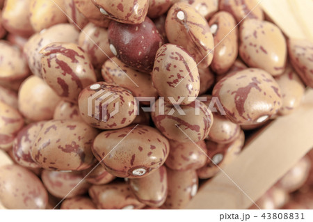 豆類　うずら豆　乾燥豆　 43808831