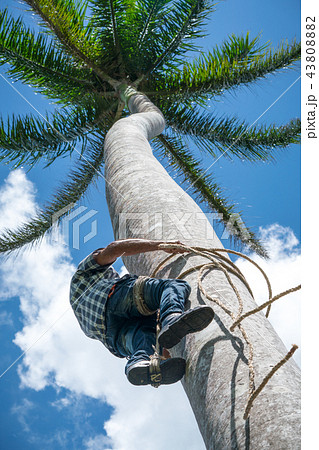 Adult male climbs coconut tree to get coco nuts 43808882