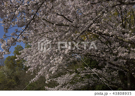 花、桜、染井吉野、満開@鴨谷公園、堺市花、桜、満開@鴨谷公園、堺市 花、桜、染井吉野、満開@鴨谷公園、堺市花、桜、満開@鴨谷公園、堺市 43808935