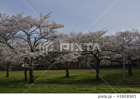 花、桜、染井吉野、満開＠檜尾公園、堺市 43808965