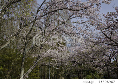 花、桜、染井吉野、満開＠檜尾公園、堺市 43808967