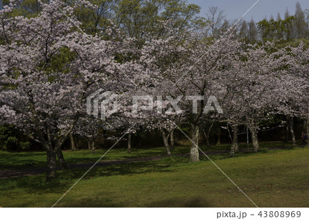 花、桜、染井吉野、満開@檜尾公園、堺市 花、桜、染井吉野、満開@檜尾公園、堺市 43808969
