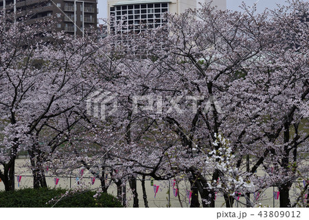 花、桜、染井吉野、満開@鴨谷公園、堺市 花、桜、染井吉野、満開@鴨谷公園、堺市 43809012