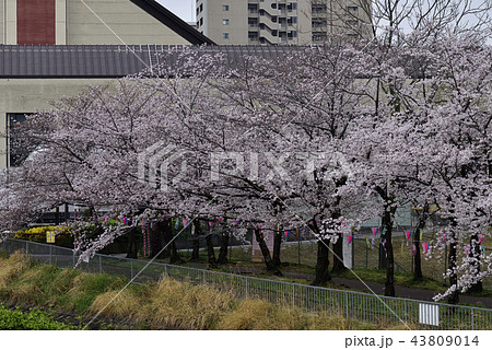 花、桜、染井吉野、満開@鴨谷公園、堺市 花、桜、染井吉野、満開@鴨谷公園、堺市 43809014