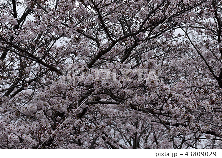 花、桜、染井吉野、満開@檜尾公園、堺市 花、桜、染井吉野、満開@檜尾公園、堺市 43809029