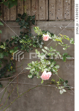フェンスの薔薇 フェンスの薔薇 43809030