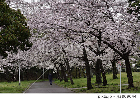 花、桜、染井吉野、満開@檜尾公園、堺市 花、桜、染井吉野、満開@檜尾公園、堺市 43809044