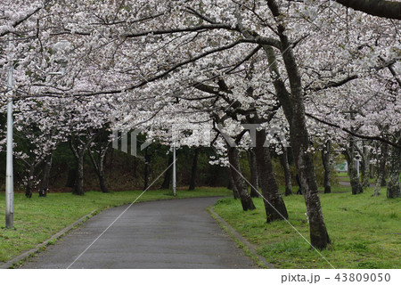 花、桜、染井吉野、満開＠檜尾公園、堺市 43809050