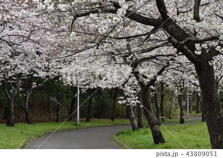 花、桜、染井吉野、満開@檜尾公園、堺市 花、桜、染井吉野、満開@檜尾公園、堺市 43809051