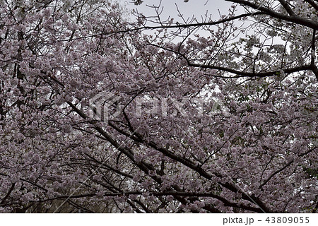 花、桜、染井吉野、満開＠檜尾公園、堺市 43809055