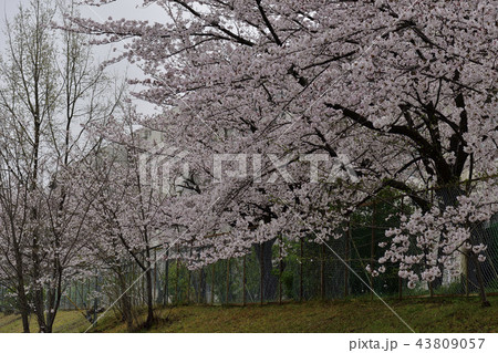 花、桜、染井吉野、満開＠檜尾公園、堺市 43809057