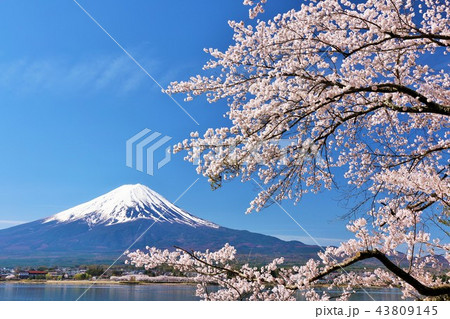 春の富士山と桜の写真素材 [43809145] - PIXTA