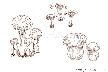 Mushrooms orange cap boletus, fly agaric  43809667