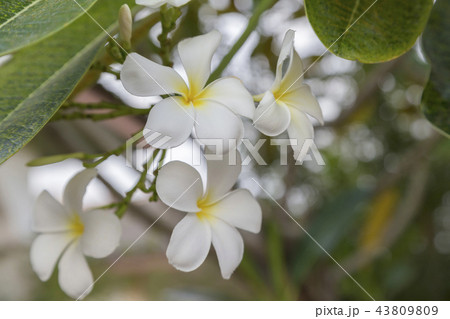 White Plumeria or dogbane or indian hemp 43809809