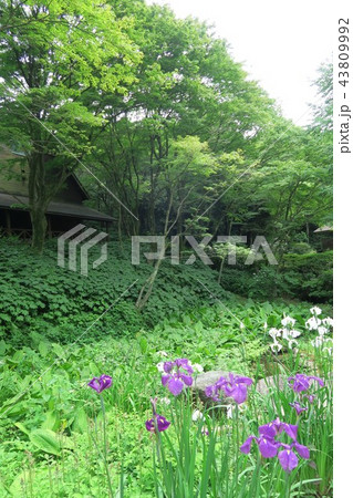 六甲高山植物園~湿生植物区~ 六甲高山植物園~湿生植物区~ 43809992