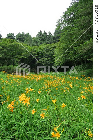 六甲高山植物園のニッコウキスゲ 六甲高山植物園のニッコウキスゲ 43810018