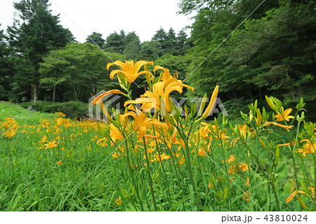 六甲高山植物園のニッコウキスゲ 43810024