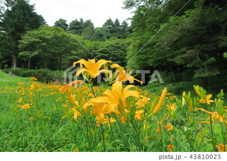 六甲高山植物園のニッコウキスゲ 43810025