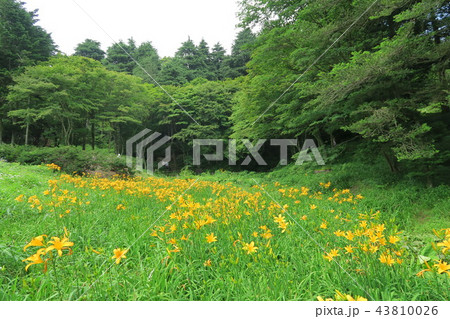 六甲高山植物園のニッコウキスゲ 43810026