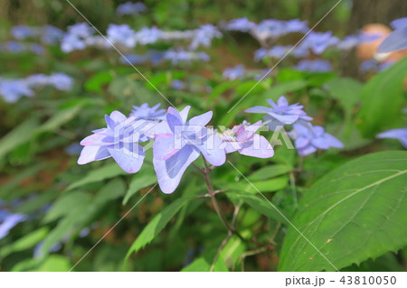 六甲高山植物園のシチダンカ 六甲高山植物園のシチダンカ 43810050