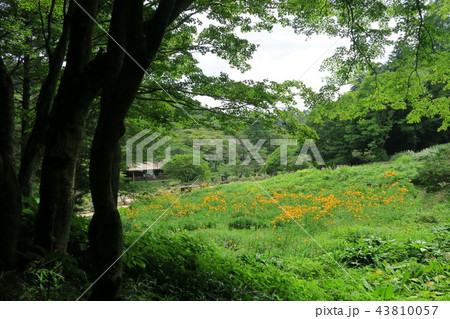 六甲高山植物園のニッコウキスゲ 43810057