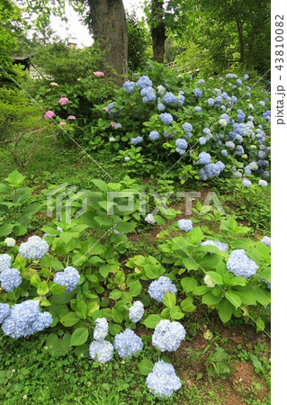 六甲高山植物園～アジサイ園～ 43810082