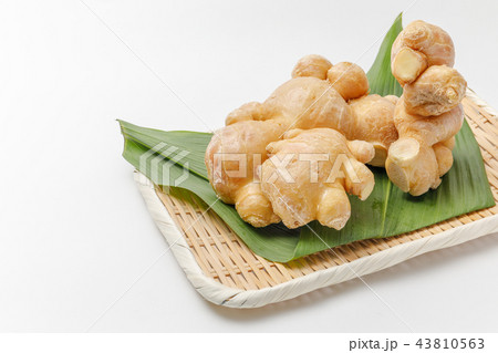 薬味 根生姜 産地:熊本 薬味 根生姜 産地:熊本 43810563