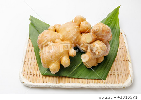 薬味　根生姜　産地：熊本 43810571