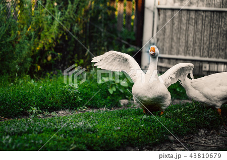 angry goose walking in the village on the lawn 43810679