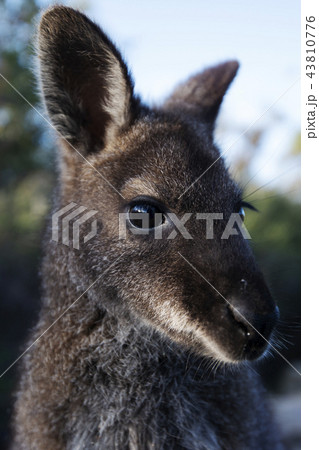 Australian bush wallaby. Australian bush wallaby. 43810776