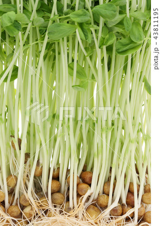 豆苗 野菜 豆苗 野菜 43811195