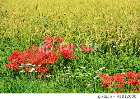 秋の青空の下に咲く彼岸花 43812000