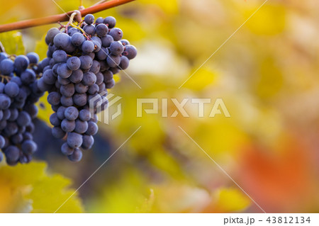 Bunch of grapes on a vineyard during sunset. 43812134