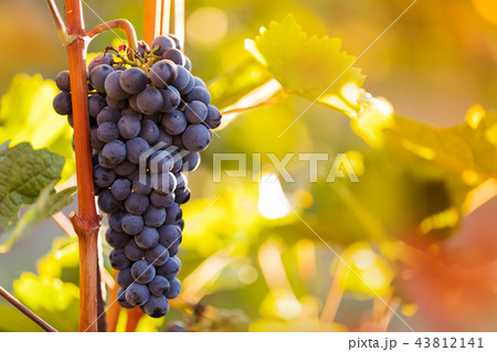 Bunch of grapes on a vineyard during sunset. Bunch of grapes on a vineyard during sunset. 43812141