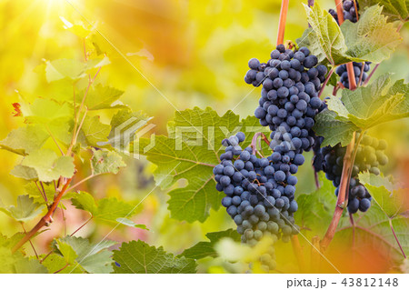 Bunch of grapes on a vineyard during sunset. Bunch of grapes on a vineyard during sunset. 43812148