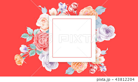 牡丹 ぼたん しゃくやく 43812204