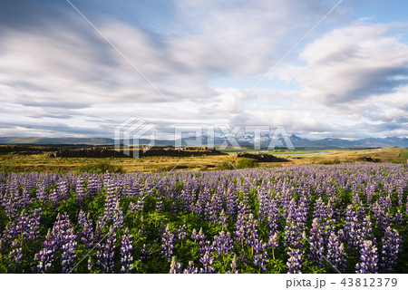 Flowering lupine in Iceland in summer Flowering lupine in Iceland in summer 43812379