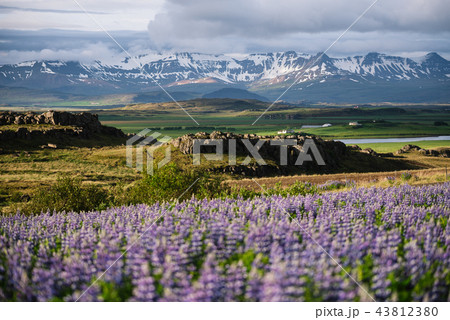 Iceland landscape with lupine and mountains Iceland landscape with lupine and mountains 43812380