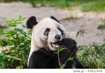Giant panda Giant panda 43812440