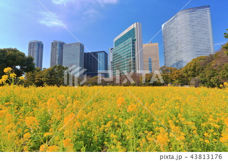 浜離宮恩賜庭園の菜の花畑と汐留高層ビル群 43813176