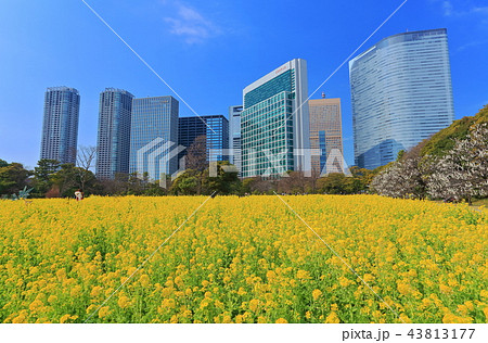 浜離宮恩賜庭園の菜の花畑と汐留高層ビル群 浜離宮恩賜庭園の菜の花畑と汐留高層ビル群 43813177