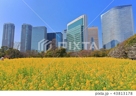 浜離宮恩賜庭園の菜の花畑と汐留高層ビル群 43813178