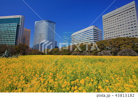 浜離宮恩賜庭園の菜の花畑と汐留高層ビル群 43813182