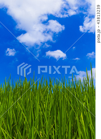 Grass and cloudy sky Grass and cloudy sky 43813239
