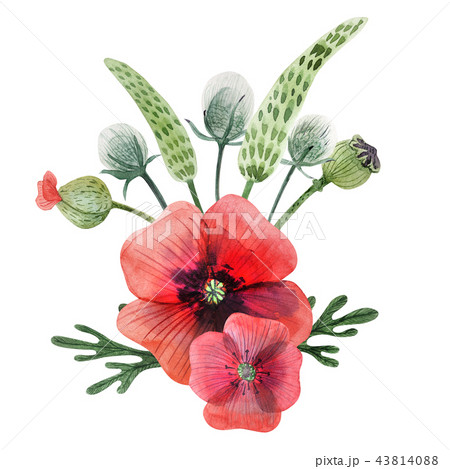 Poppy and grass watercolor boutonniere Poppy and grass watercolor boutonniere 43814088