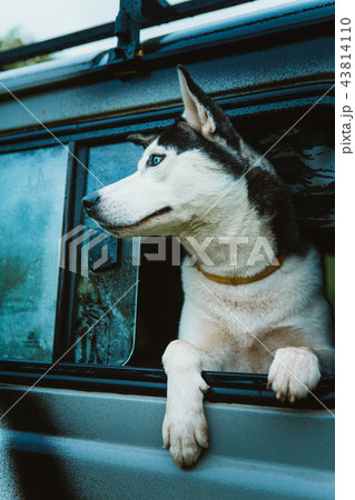 sad dog Husky looks out of the window while 43814110
