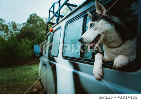 sad dog Husky looks out of the window sad dog Husky looks out of the window 43814165